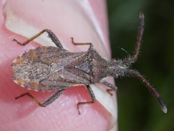 Coriomeris denticulatus - Denticulate Leatherbug